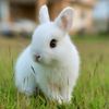 crashty.rabbit15