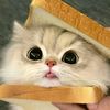 lisa.liza0