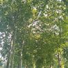rafaa5576