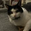 bobopixevie