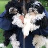 fluffy.puppy.life