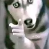shiroplayzforfun
