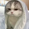 imbishhngccc