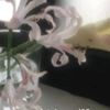 lizzy_grant.cherry.m