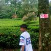 wan249none