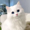 sakili718