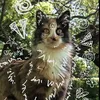 that_funny_puppy3