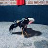 🐓