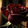 amal60350