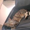 yazmin_sover