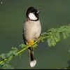 ali_arbil