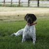 elkie.the.gsp
