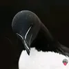 cxrlz_noctis37