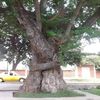 pandoraeve45