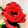 sa.maram0