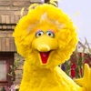 bigbird_789