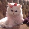 tasneem.507