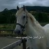 haneen__n4