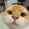 vcldcm96