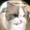 m_anh6392