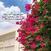 saraa6040