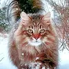 catlove1879