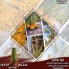 ابوتركي لتوريدالنخيل والشبوك🌴