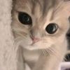 feroz_zz0