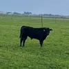 gekkie2.0