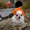 giggleshitter_fan19