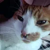 vedo_editor