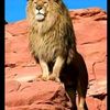 abdii.boruu640