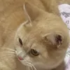 _suomni
