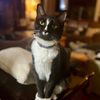presleythetuxie