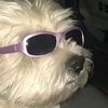 dogwith_sunglasses