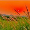 simanto.farazi