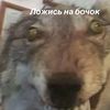diz_gans