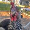 backyardchickendiaries