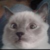 timon227cat