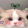 kimchaeyeongorea