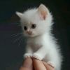 rahi.ahmed140