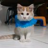 pudding_kitten_