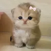 bbbluebloo