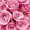 rosebpikz7o