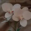 mela78252