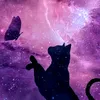 gatomia_myd