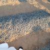 alhusmcrdo8