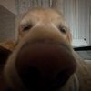 thequinn220