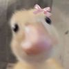 konnakengsartmes1