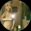 canguro._.navideno
